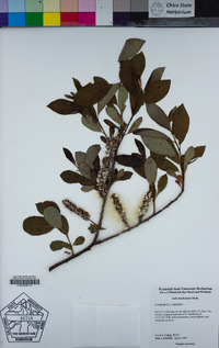 Salix hookeriana image