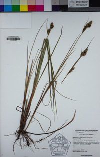 Carex buxbaumii image