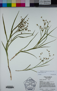 Juncus cyperoides image