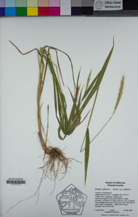 Elymus glaucus subsp. glaucus image