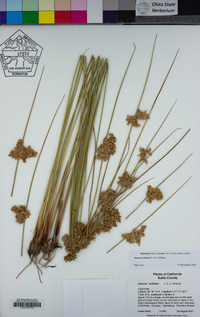 Juncus usitatus image