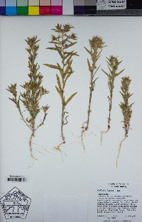 Collomia linearis image