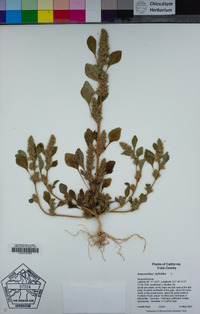 Amaranthus hybridus image