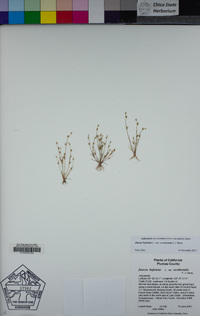 Juncus bufonius image