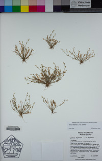 Juncus bufonius var. bufonius image