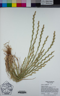 Festuca perennis image