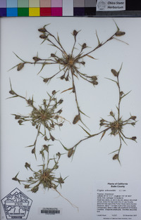 Crypsis schoenoides image