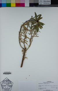 Euphorbia dendroides image