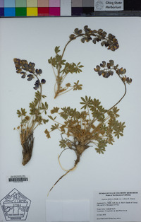 Lupinus albifrons var. collinus image