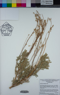 Artemisia tridentata image