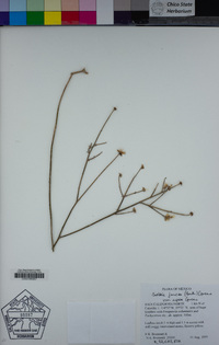 Bebbia juncea image