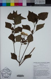 Ageratina adenophora image