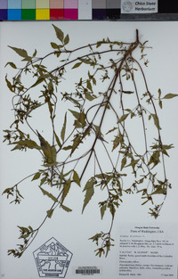 Bidens frondosa image