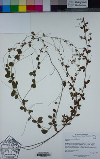 Lespedeza repens image