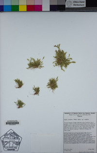 Festuca octoflora image