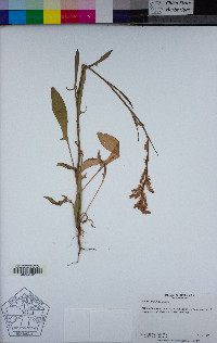 Muehlenbeckia hastulata image