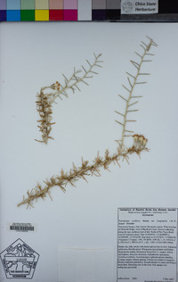 Tetradymia axillaris var. longispina image
