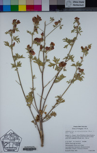 Sphaeralcea grossulariifolia image