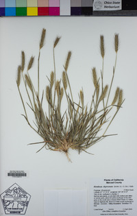 Hordeum depressum image