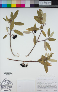 Frangula californica image