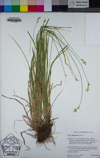 Carex infirminervia image