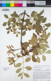 Fraxinus dipetala image