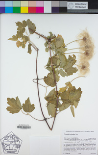 Clematis lasiantha image