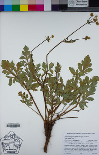 Sanicula bipinnatifida image