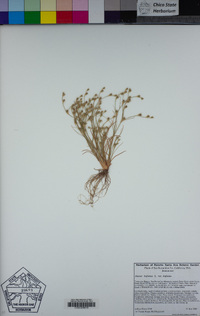 Juncus bufonius image