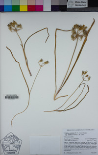 Triteleia ixioides subsp. anilina image