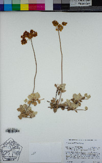 Eriogonum diclinum image