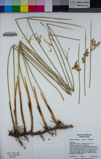 Juncus balticus subsp. ater image