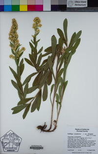 Solidago elongata image