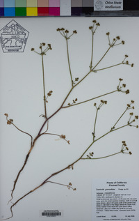 Sanicula graveolens image