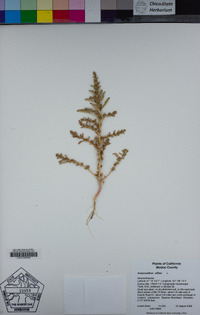 Amaranthus albus image