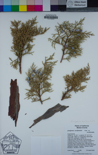 Juniperus occidentalis image