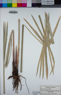 Cyperus involucratus image