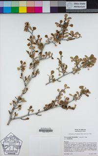 Cercocarpus betuloides image