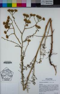 Chaenactis artemisiifolia image