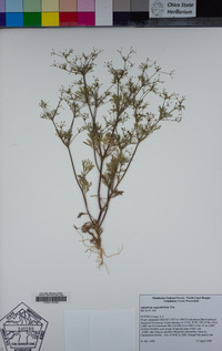 Apiastrum angustifolium image