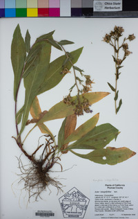 Eurybia integrifolia image