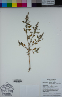 Chenopodium strictum image