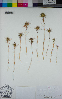 Navarretia viscidula image