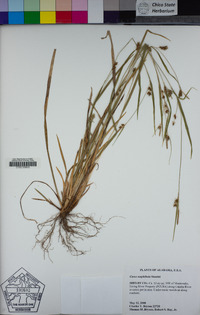 Carex amphibola image