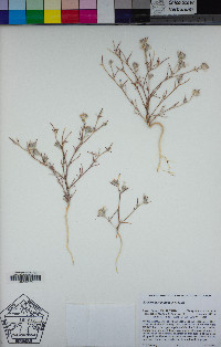 Eriastrum signatum image