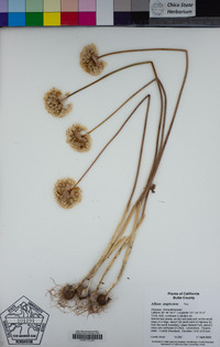 Allium amplectens image