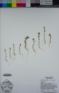 Scleranthus annuus image