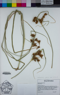 Bolboschoenus glaucus image