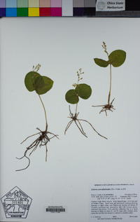 Listera convallarioides image