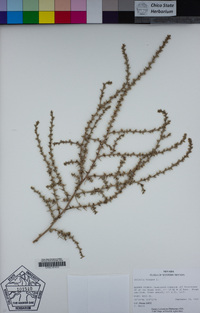 Salsola tragus image